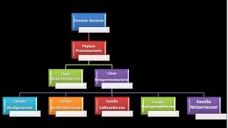 Dominio Bacteria Phylum Proteobacteria 17  Clase Betaproteobacteria  Familia Neisseriaceae [upl. by Atinwahs]