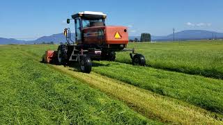 9260 Hesston Swather in Fresh Seeding [upl. by Aicxela]