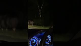 🐃 കാട്ടി 😲 forest dangerous vibes vairalvideo trending [upl. by Ona]