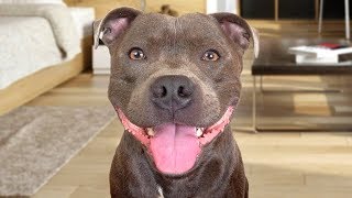 Funny American Staffordshire Terrier Videos [upl. by Magnolia]