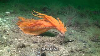 stock footage Giant nudibranch attacking tubedwelling anemone [upl. by Isyak210]