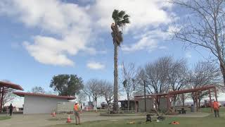 Caltrans District 10 Tree Trimming at I5 Westley Rest Area 2018 [upl. by At]