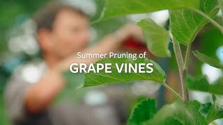 How to prune Grape Vines in summer  Grow at Home  RHS [upl. by Hadeehsar]