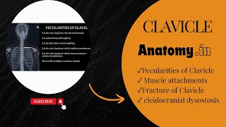 Anatomy  Clavicle  Pecularities  Fracture  cleidocranial dysostosis  anatomy 3danimation [upl. by Ardnued]