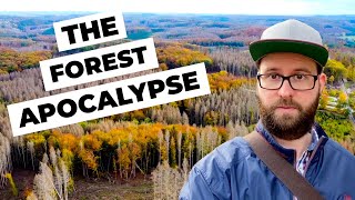 Why Germanys forests are dying [upl. by Iinden]