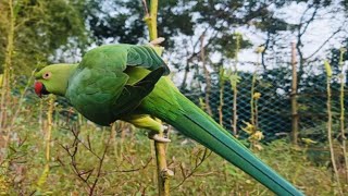 GREEN 💚 PARROT parrottalking parrots pegion parrotvideo [upl. by Eisset634]