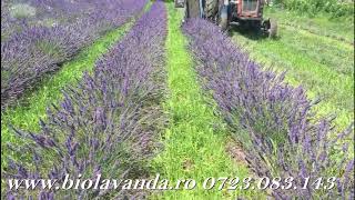 recoltare lavanda Biolavanda [upl. by Shannah]