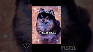 Happy birthday yeontan💜🥰😘🥳 bts purplelife btsarmy purplelife3971 army purpleuniverse jhope [upl. by Coulombe]