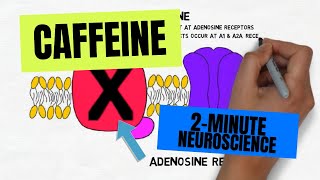 2Minute Neuroscience Caffeine [upl. by Llennahs317]