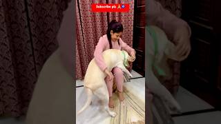 Kirsti lab labrador love dog shorts trending youtubeshorts viral shortvideo [upl. by Eveivaneg]