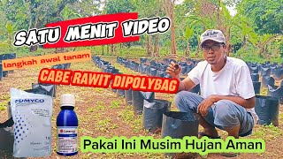 Cara Sukses Menanam Cabe Rawit Di Polybag  Musim Hujan [upl. by Ehlke]