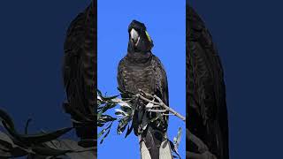 Her Magnificence 👑👸 Yellowtailed black cockatoo swaying in the wind 🌴 birds parrot blackcockatoo [upl. by Naahs]