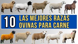 10 mejores razas ovinas para carne del mundo [upl. by Ardnaet]