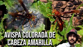 Avispa colorada de cabeza amarilla 4K Polistes cavapyta [upl. by Aicatsue]