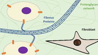 The Extracellular Matrix [upl. by Banks]