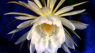 Epiphyllum Timelapse 103010 quotNight Blooming Cereusquot [upl. by Hannie213]