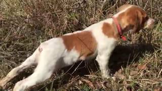 Epagneul Breton  A Hunting Dog Part 1 The Beginnings [upl. by Eanram]