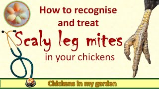 Scaly leg mites in your chickens [upl. by Vitia]