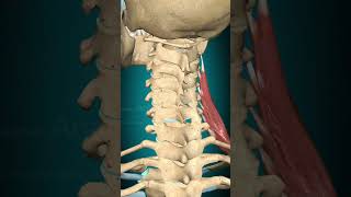 Scalenus medius muscle action Vertebral column contralateral rotation [upl. by Ardnassela180]