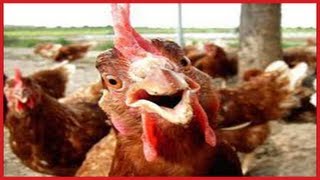 FUNNY Roosters Crowing Compilation ✔ [upl. by Jordana]