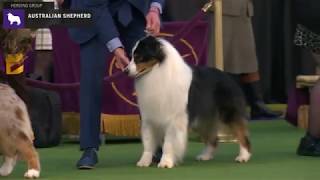 Australian Shepherds  Breed Judging 2020 [upl. by Anwad]