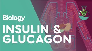 Insulin and Glucagon  Physiology  Biology  FuseSchool [upl. by Martie]