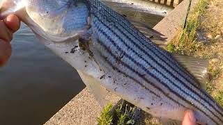 Madera ca fishing 3way [upl. by Koy]