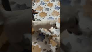 doglover ￼ Papillon dog viral video [upl. by Barron477]