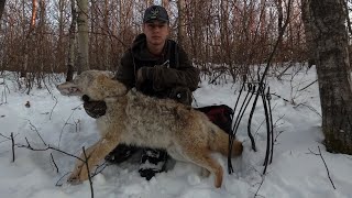 On the Trapline Ep 3  The Coyote Trapline is in Good Production [upl. by Nelluc]