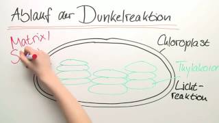 PHOTOSYNTHESE  DIE LICHTUNABHÄNGIGE REAKTION  Biologie  Stoffwechselbiologie [upl. by Lantz]