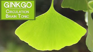 Ginkgo Biloba Leaf Circulatory Stimulant and Brain Tonic [upl. by Sherri]