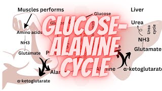 Glucose alanine cycle  Amino acid metabolism [upl. by Taro692]