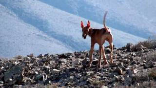 Grupo de Podencos cazan un conejo en Fuerteventura tras perseguirlo [upl. by Gnat]