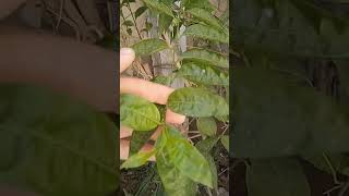 المشخص في البيطرة نبات مسك الليل و اسمه العلمي اللاتيني Cestrum noctornum ممكن أن يكون ساما للأغنام [upl. by Verger]