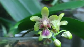 Phalaenopsis deliciosa [upl. by Lyn788]