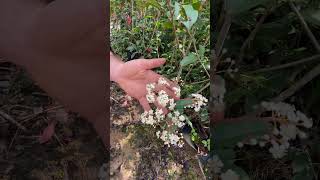 A Photinia dá flor [upl. by Meihar184]