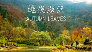 Echigoyuzawa  Autumn Leaves 越後湯沢 紅葉 japantravel japantrip [upl. by Noby102]