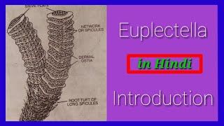 Euplectella Introduction in Hindi [upl. by Llewsor]