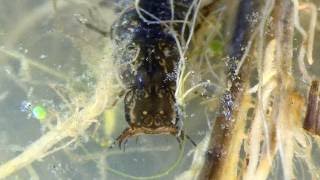 Six Larvae of the Predaceous Diving Beetle Dytiscidae hunting feeding and grooming [upl. by Kieger741]