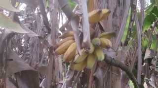 An Autumn Foraging Walk for Chestnuts and Chequers [upl. by Inattirb]