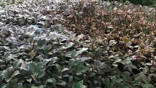 Spider Mites on Burning Bush [upl. by Mayram]