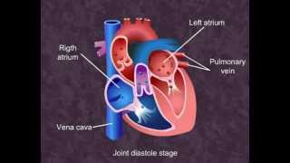 Cardiac Cycle  Body Fluids and Circulation Class XI Meritnationcom [upl. by Acirdna]