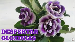 Gloxinia snningia cultivo como despertar bulbos chuyito jardinero [upl. by Leonora665]