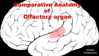 57 comparative anatomy of olfactory organ in vertebrates [upl. by Arley424]