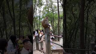 贵阳黔灵山公园猕猴抢夺游客食物袋￼ Rhesus monkey takes food bag from tourist at Guiyang Qianlingshan Park shorts [upl. by Andros]