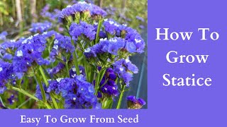 How To Grow Statice  Easy To Grow From Seed [upl. by Carmita187]