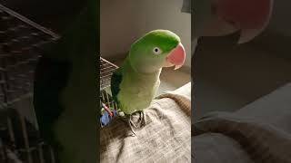 Parrot talking mitthu 🦜🥰 [upl. by Edmee]