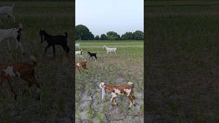 Goat farming in Pakistan goat farming tips goat kids animals goathusbandry goatfarming [upl. by Ayerim856]