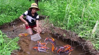 Awesome Betta Video Fishing Find amp catch Beautiful KOI Fish In Lake Near By Village  Lisa Fishing [upl. by Anehc]