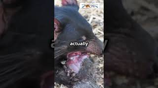 Tasmanian Devil Natures Feisty Fury TasmanianDevil WildlifeFacts AnimalFacts NatureLovers [upl. by Yrrek]